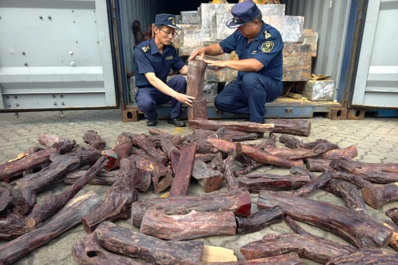 伪装木制雕刻品蒙混过关？青岛海关截获 400 千克濒危黄檀木(图1)