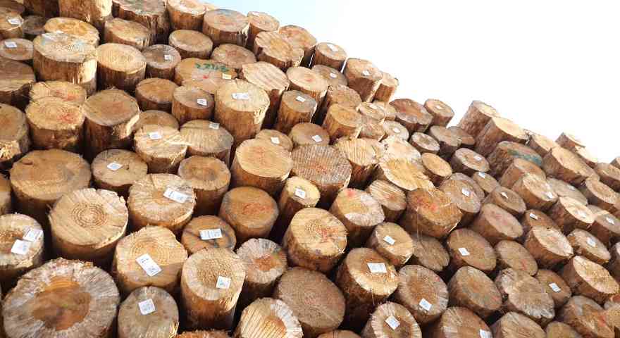 木材进口量连续第六个月“跳水”，8月进口再降两成！(图1)
