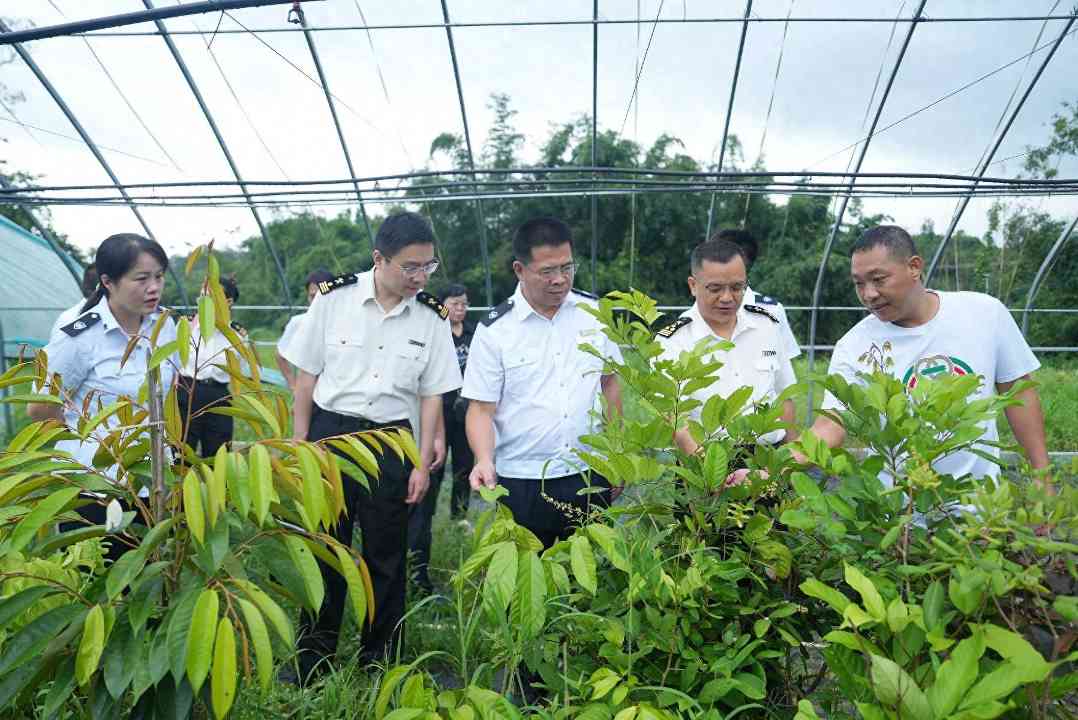 广西桂林开展“护松2025”专项整治行动