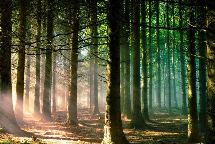 三部门联合印发《关于金融支持林业高质量发展的通知》(图1)