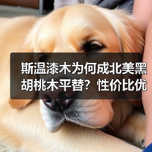 斯温漆木为何成北美黑胡桃木平替?性价比优势解析(图1) 斯温漆木为何成北美黑胡桃木平替?性价比优势解析(图1)