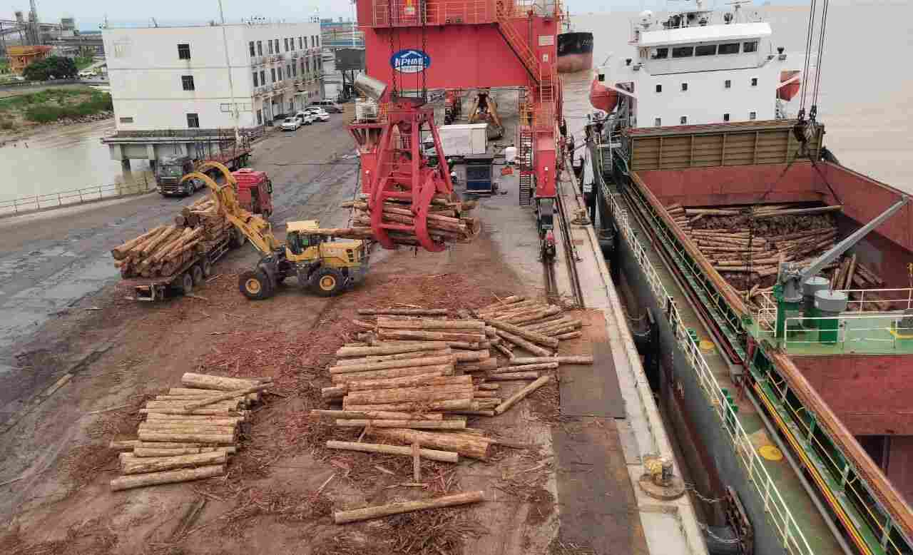 连云港灌河港区首 次接卸柏木(图1)