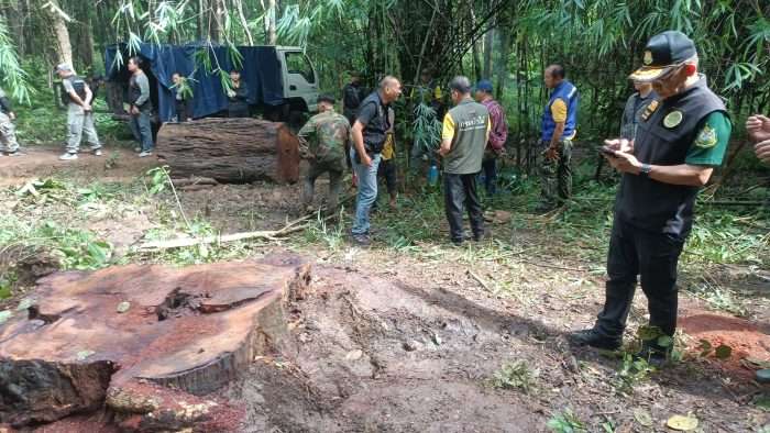 泰国一树龄超250年紫檀树被盗伐(图1)