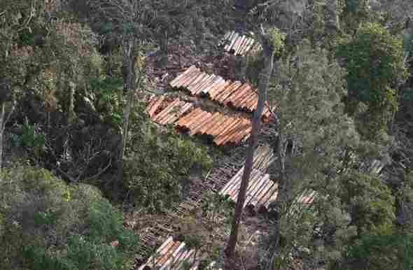 印尼查获200立方非法原木!(图1)