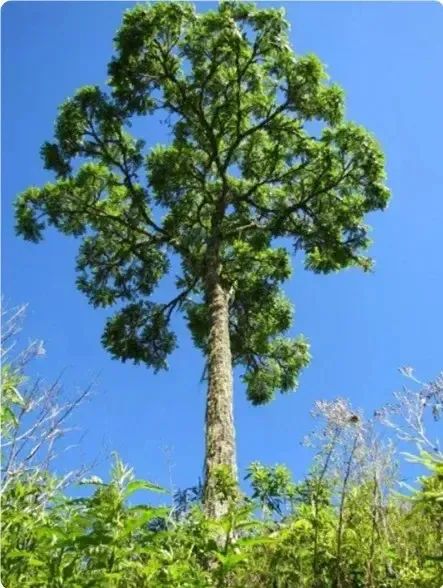 这是一种来自中美洲和加勒比海的“黄金木材”(图1)