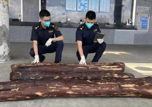 深圳湾海关查获檀香紫檀原木191千克(图1)