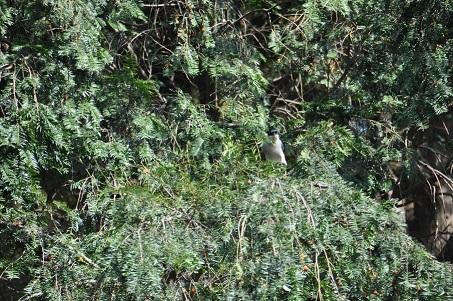 南京发现我国城市森林中天然更新的最大南方红豆杉种群(图1)