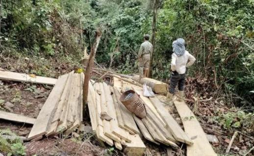 嚣张的“盗木贼”：现场进行木材初加工(图1)