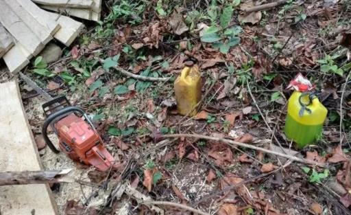 嚣张的“盗木贼”：现场进行木材初加工(图2)