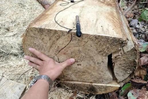 嚣张的“盗木贼”：现场进行木材初加工(图3)