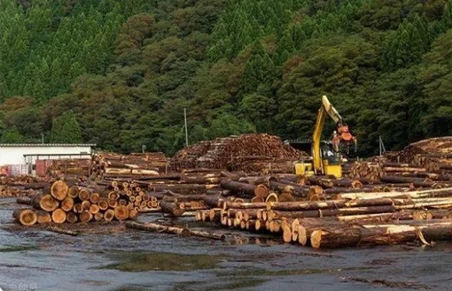 美国木材价格暴跌70%(图2)