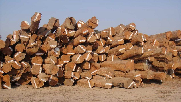 缅甸计划网上拍卖上万吨木材(图1)