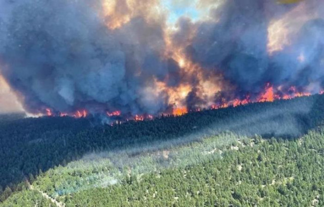 美木材价格能否再次上涨?(图2) 美木材价格能否再次上涨?(图2)