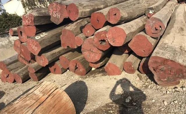 香港海关检获过去五年最大一批怀疑受管制木材(图1)