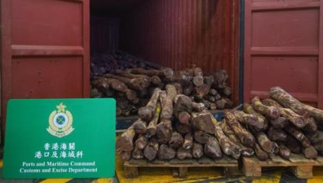 香港海关破获今年最大宗走私受管制紫檀木材案 市值约600万港元(图1)