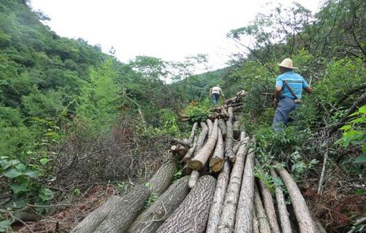 震惊：建德近十年最大的盗伐林木案，嫌疑人竟是村主任(图1)