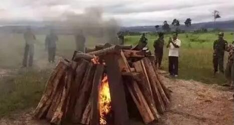 烧光红木也不让其走私中国(图1)