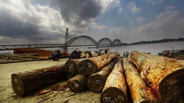 缅甸政府已经出台新的红木木材政策(图2)