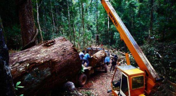 缅甸政府已经出台新的红木木材政策(图3)