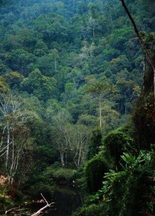 缅甸政府已经出台新的红木木材政策(图4)