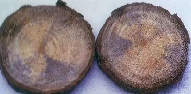 警惕！木材原材料将进入蓝变高峰期(图1)