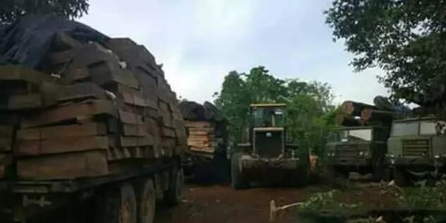 缅军查获138吨走私木材并抓获13名中国籍公民(图1)