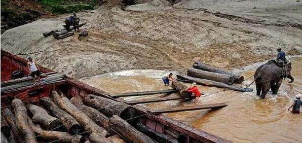 木材出口严控的当下，老挝材是否会成为救命稻草？