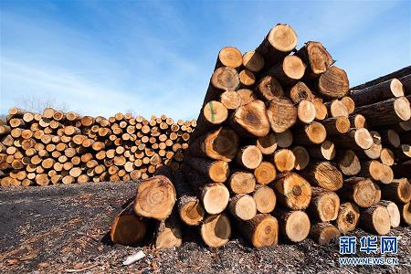 加拿大木材公司将增加对非美国市场木材出口