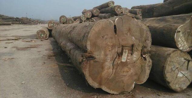 加蓬和喀麦隆木材出口不畅导致国家收入减少