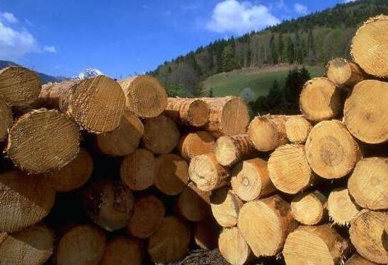 新西兰木材出口量未来5年将不断提升
