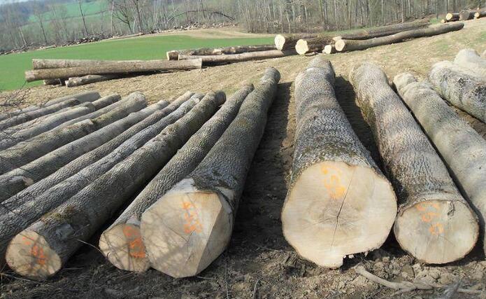 龙口口岸首次进口塞尔维亚白蜡木原木