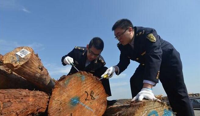 江苏新民洲港进口木材41.3万方，实现销售3亿元(图1)