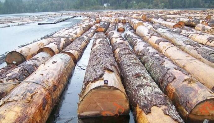 北美铁杉和花旗松原木价格格持续高位运行