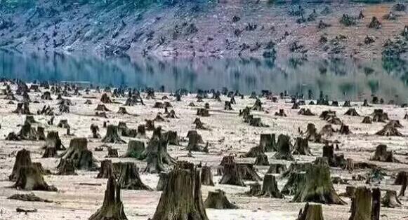 缅甸2017年5月1日起将停止木材和木制品的出口(图1)