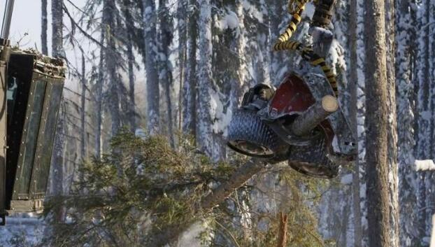 俄罗斯西伯利亚：冬季伐木忙(图1)