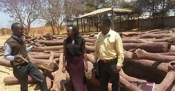 刚果木材出口大受影响 部分染料紫檀出口出现困难