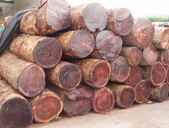 未来红木市场，缅甸花梨称王已成定局(图1)