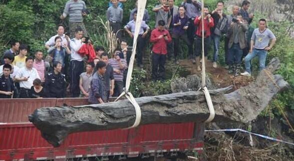 江西又现“千年乌木” 当地政府日夜守护