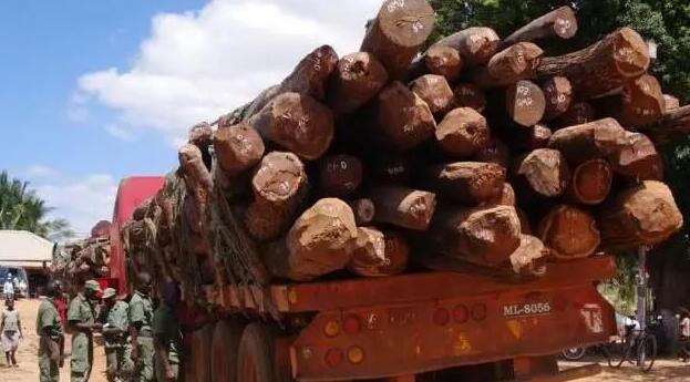 莫桑比克将于12月31日起全面禁止东非黑黄檀木材出口