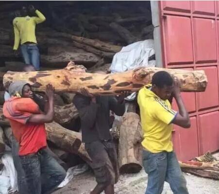     作为除了小叶紫檀外唯一能达到紫檀木材准的木种，8月以来，赞比亚血檀引起红木市场广泛关注！