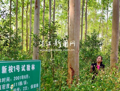 遂溪螺岗岭桉树实验林生长茂盛。