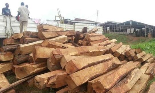 尼日利亚刺猬紫檀进入中国市场逐渐增多(图1)