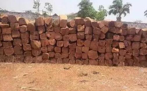刺猬紫檀枯竭之后，贝宁开始严禁木材出口