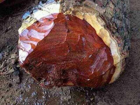 染料紫檀（血檀)市场观察：混乱成为常态，乱价渐欲迷人眼