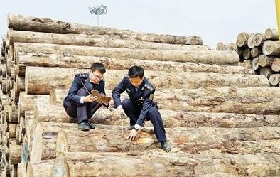 太仓检验检疫局查验进境原木 8种为全国首次截获(图1)