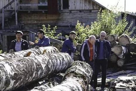 俄罗斯木材进口新玩法 从采伐到进入工厂仅用25天