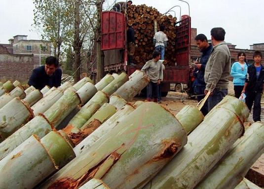 广西桉木单板和桉木原木价格趋势分析