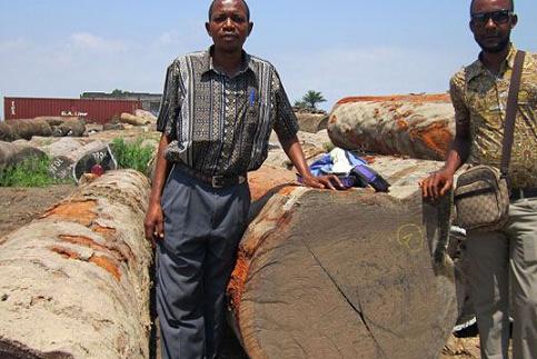 刺猬紫檀提单价下跌5000-10000元/柜(图1)