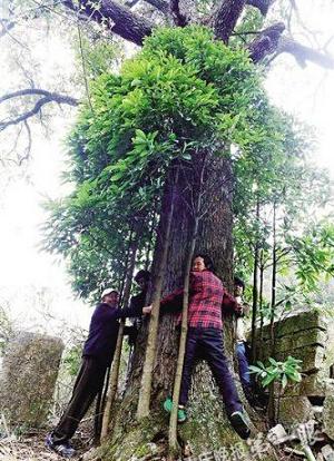  三峡现800岁金丝楠木 品种稀有价值惊人