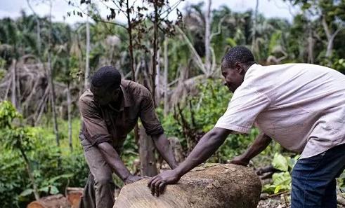 国际经济动荡殃及我国进口木材价格(图1)